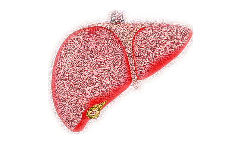 liver