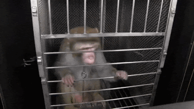 Gif of a monkey in a cage being scared by a closing door