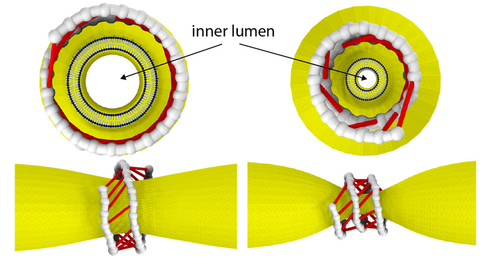 Dynamin as a nanomuscle