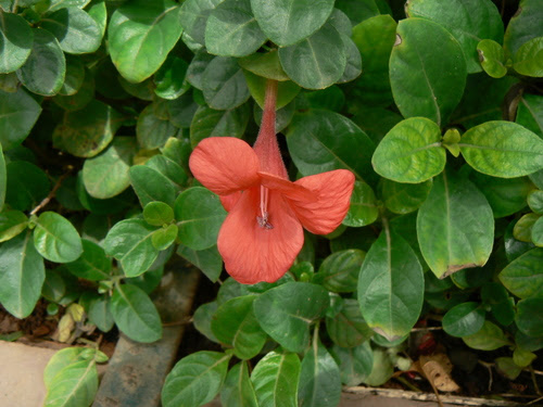 Barleria repens Nees