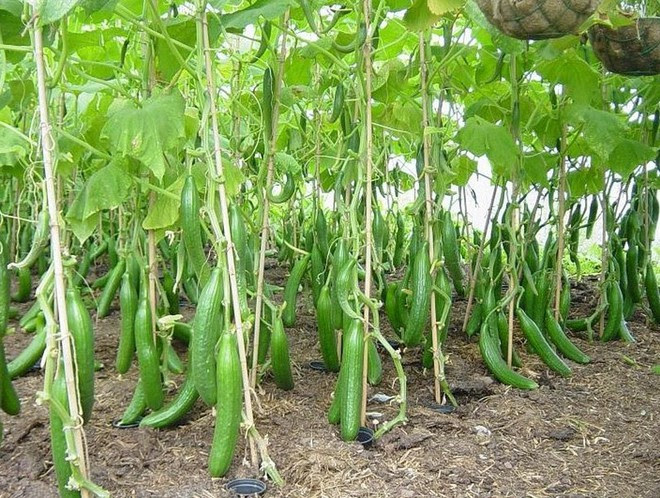 Trái cây nhiều quá thấy mê luôn... Vuon-cay-7-1500022527390