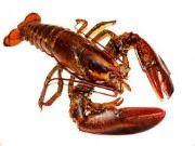 Lobster a sea animal