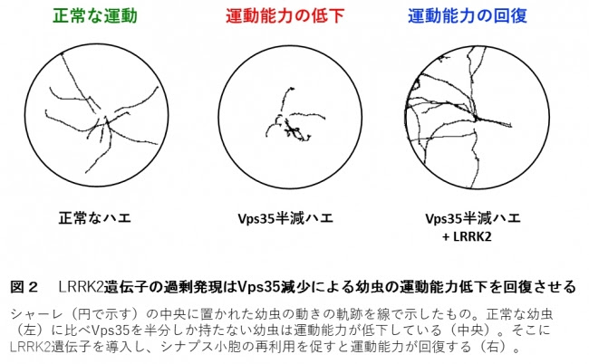 図2 LRRK2遺伝子の過剰発現はVps35減少による幼虫の運動能力低下を回復させる