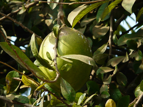 Citrus maxima (Burm.) Osbeck