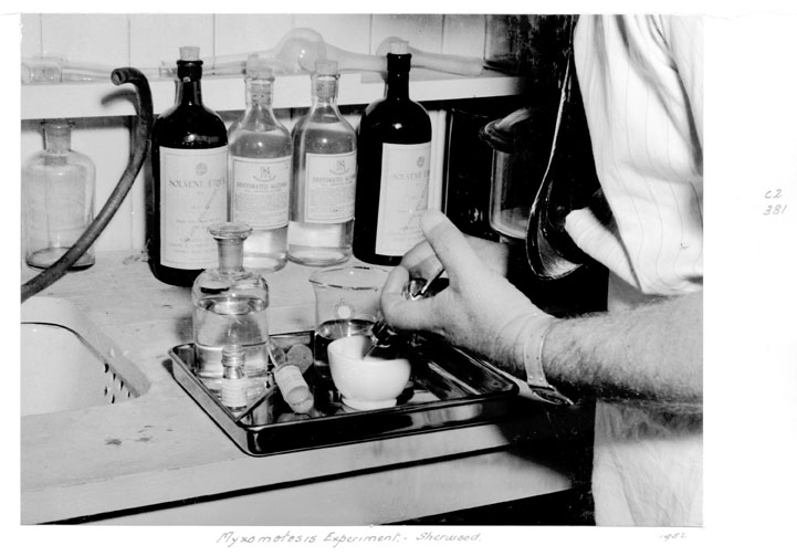 File:Queensland State Archives 4847 Myxomatosis experiment Sherwood c 1952.png