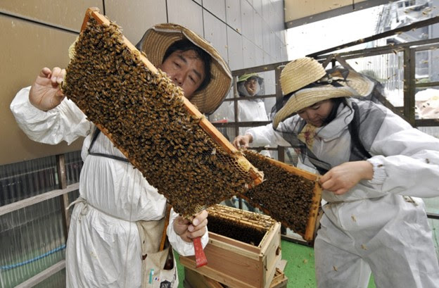 people looking at honey bee frames.