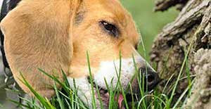 If Your Dog Eats Grass (Do This Everyday)
