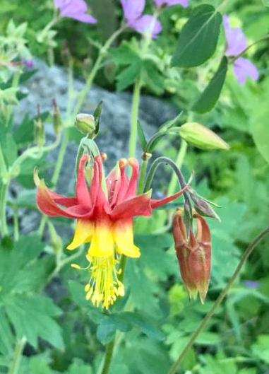 flower hike