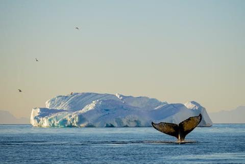 A whale's fluke seen above the water with an iceberg in the background.