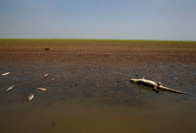 Filhote de jacar e peixes mortos em decorrncia da forte seca no rio Solimes, em Manacapuru (AM)