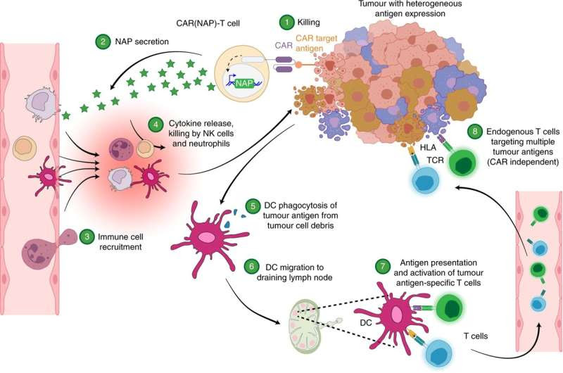 Armed CAR-T cells to better fight cancer