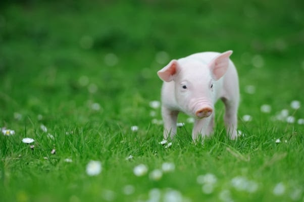 Piglet on spring green grass on a farm