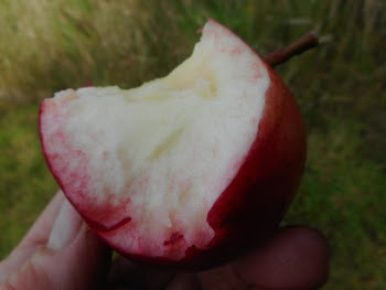 Mid-morning snack on my daily walk around the new orchard - Scrumptious truly living up to it's name!