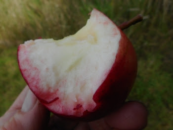 Mid-morning snack on my daily walk around the new orchard - Scrumptious truly living up to it's name! Mid-morning snack on my daily walk around the new orchard - Scrumptious truly living up to it's name!