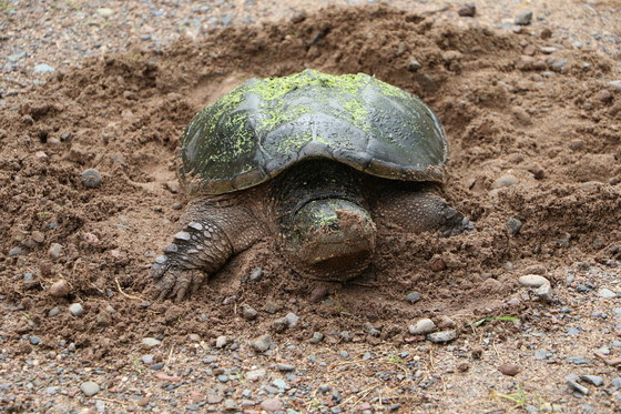 mckenszie snapping turtle laying eggs in sand