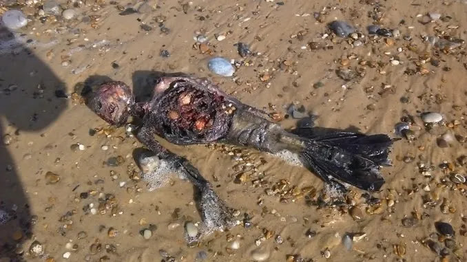 Video of dead mermaid on UK beach goes viral on social media