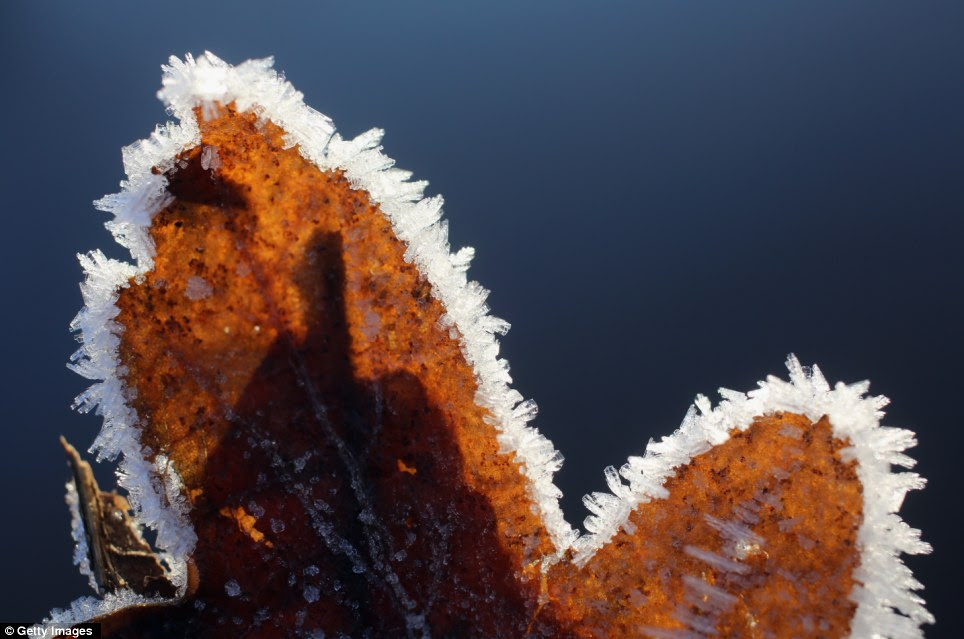Early morning frost clings to a leaf in Knutsford, England, creating an outline of tiny frozen ridges