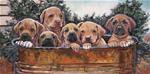 Rhodesian Ridgeback Puppies - Posted on Tuesday, April 7, 2015 by Nadi Spencer