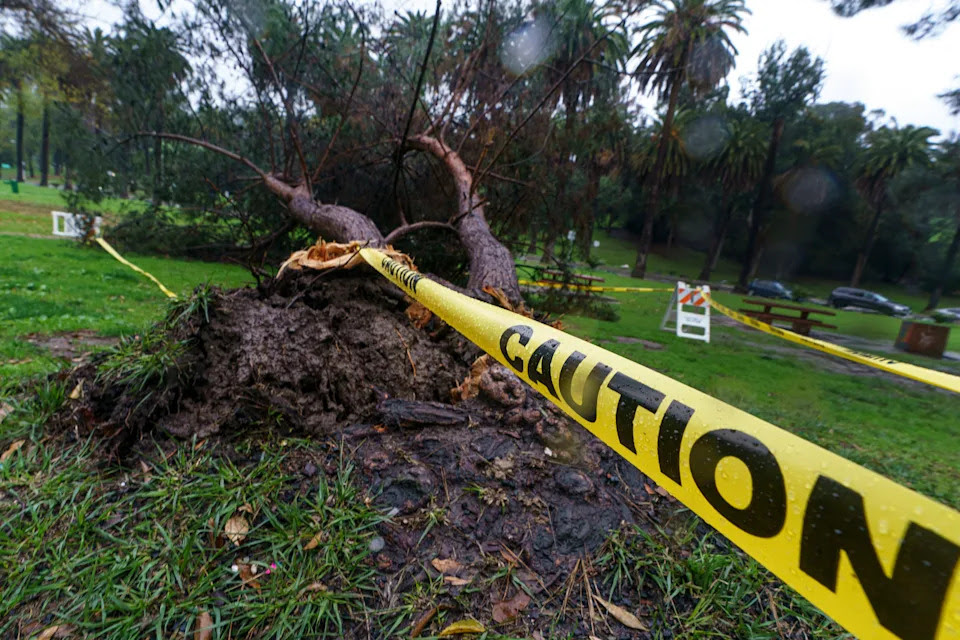 Caution tape circles a storm-battered tree at Elysian Park in Los Angeles Saturday, Jan. 14, 2023. California got more wind, rain and snow on Saturday, raising flooding concerns, causing power outages and making travel dangerous. (AP Photo/Damian Dovarganes)