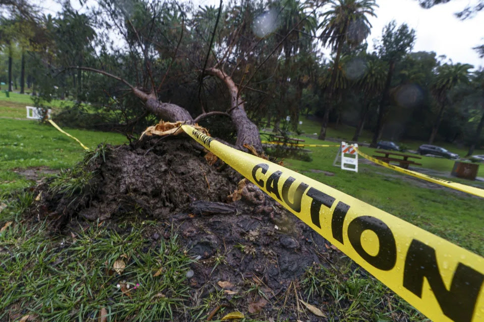Caution tape circles a storm-battered tree at Elysian Park in Los Angeles Saturday, Jan. 14, 2023. California got more wind, rain and snow on Saturday, raising flooding concerns, causing power outages and making travel dangerous. (AP Photo/Damian Dovarganes)