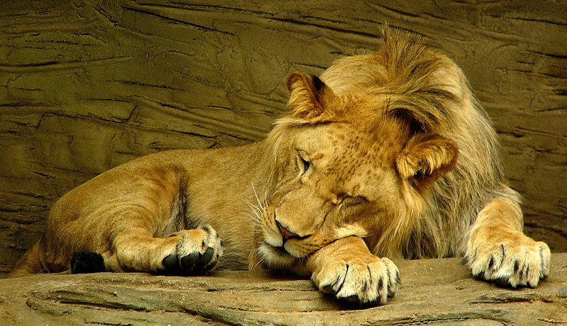 File:Sleeping lion.jpg