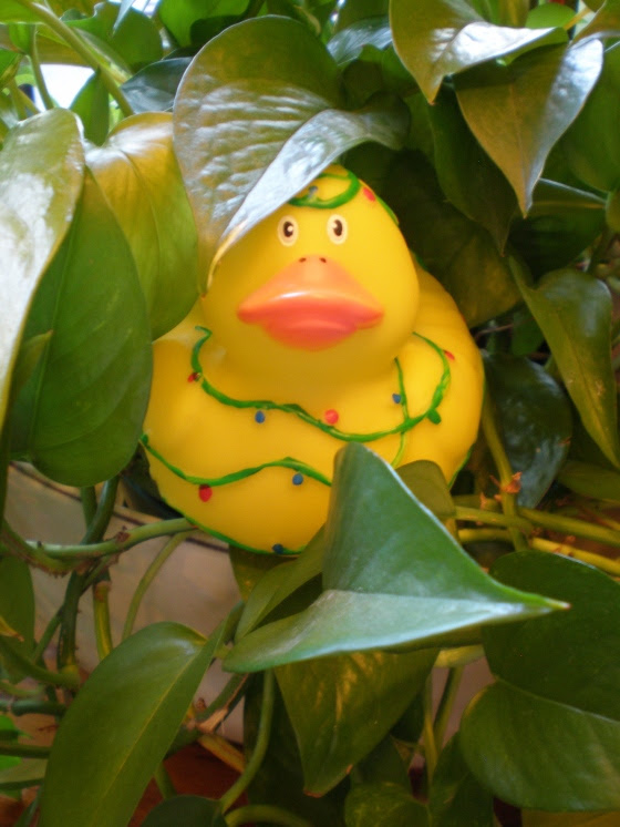 The rubber ducks are starting to decorate for Duckmas… – Artists4Peace