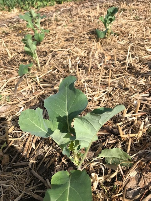 Broccoli planted into residue