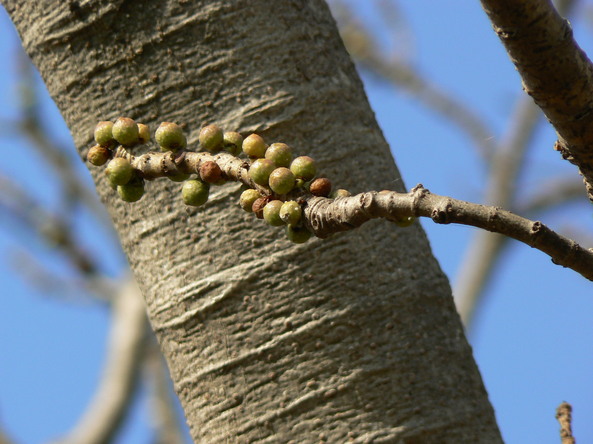 Ficus arnottiana (Miq.) Miq.