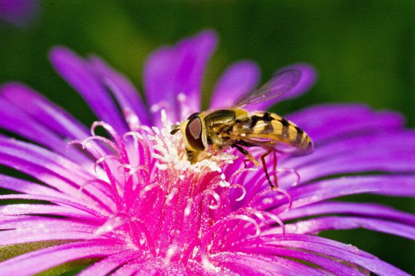National Honey Bee Day is August 18 @ Everywhere