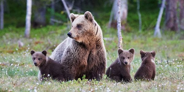 An adult brown bear with three baby bears in a field.
