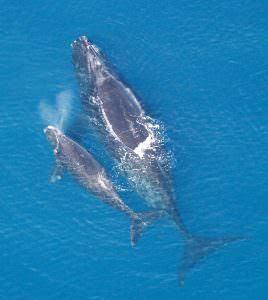 Right-Whales-268x300.jpg