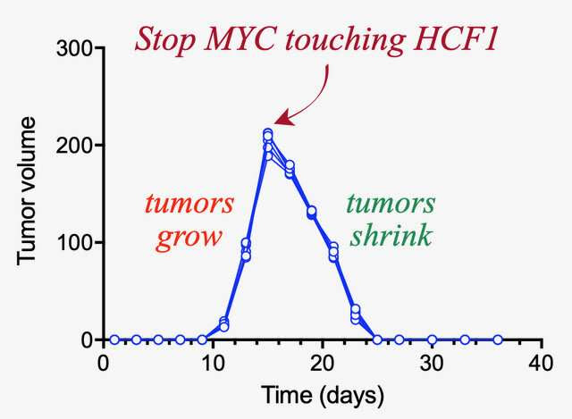 A protein that can melt tumors