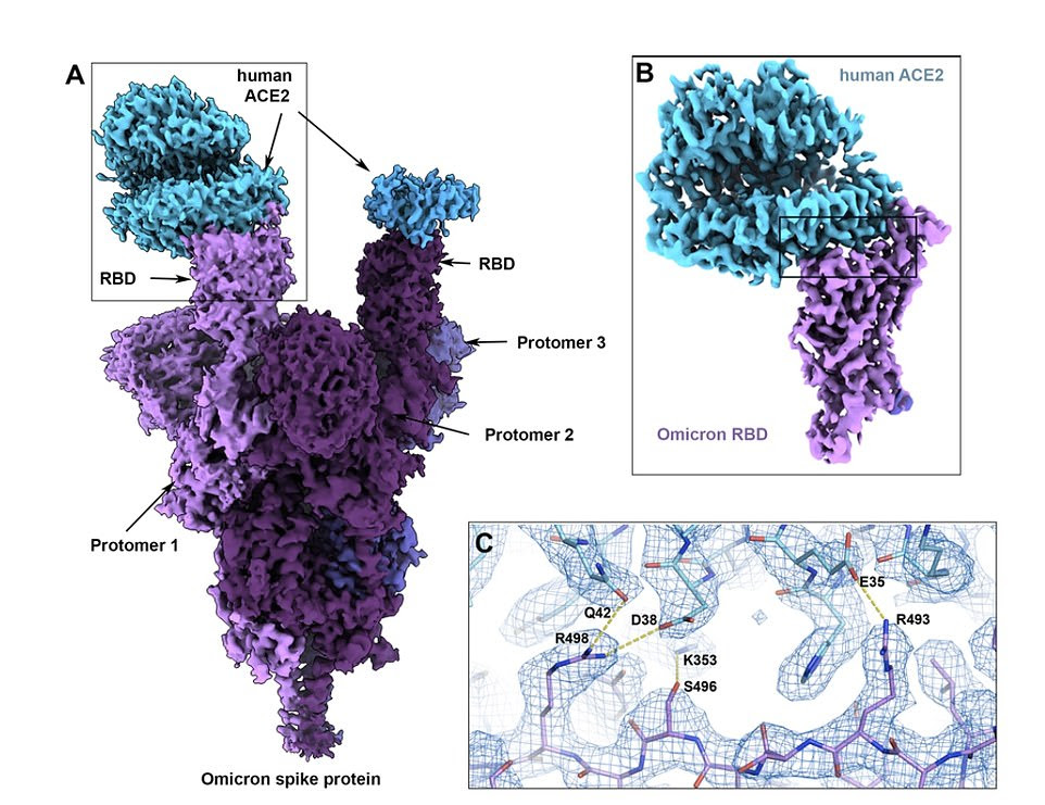 The researchers used a cryo-electron microscope to image how the Omicron spike protein (in purple) binds with human cells (light blue). They found that Omicron's 37 spike protein mutations create new links with the humane ACE2 receptor (inset and below)