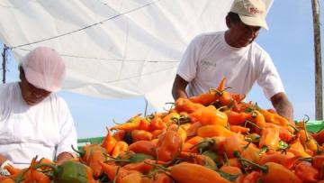 Existan alrededor de 11.000 productores dedicados al cultivo de ajíes, pimientos y rocotos en nuestro país