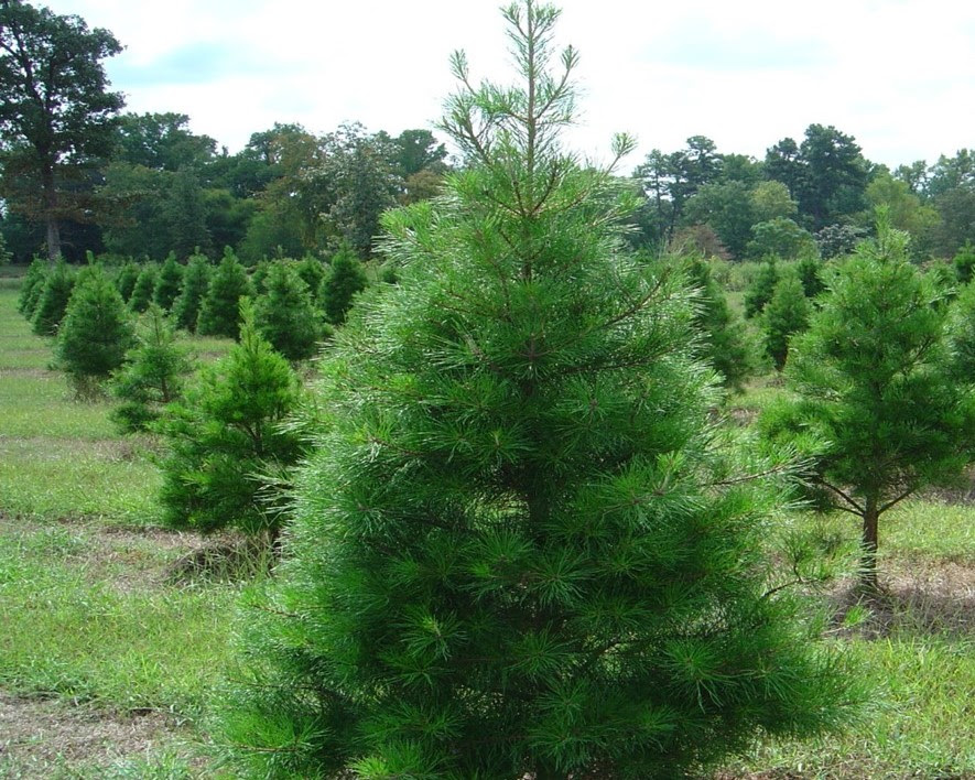 Rows of Virginia pines at Texas tree farm. They appear lighter green in color and the branches are full