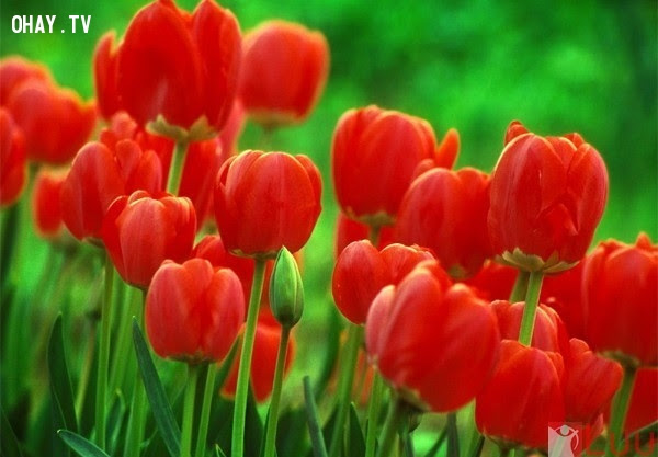 Hoa Uất Kim Cương đỏ: Em muốn làm vợ anh không?,ngôn ngữ các loài hoa,hoa đẹp,hoa ngữ