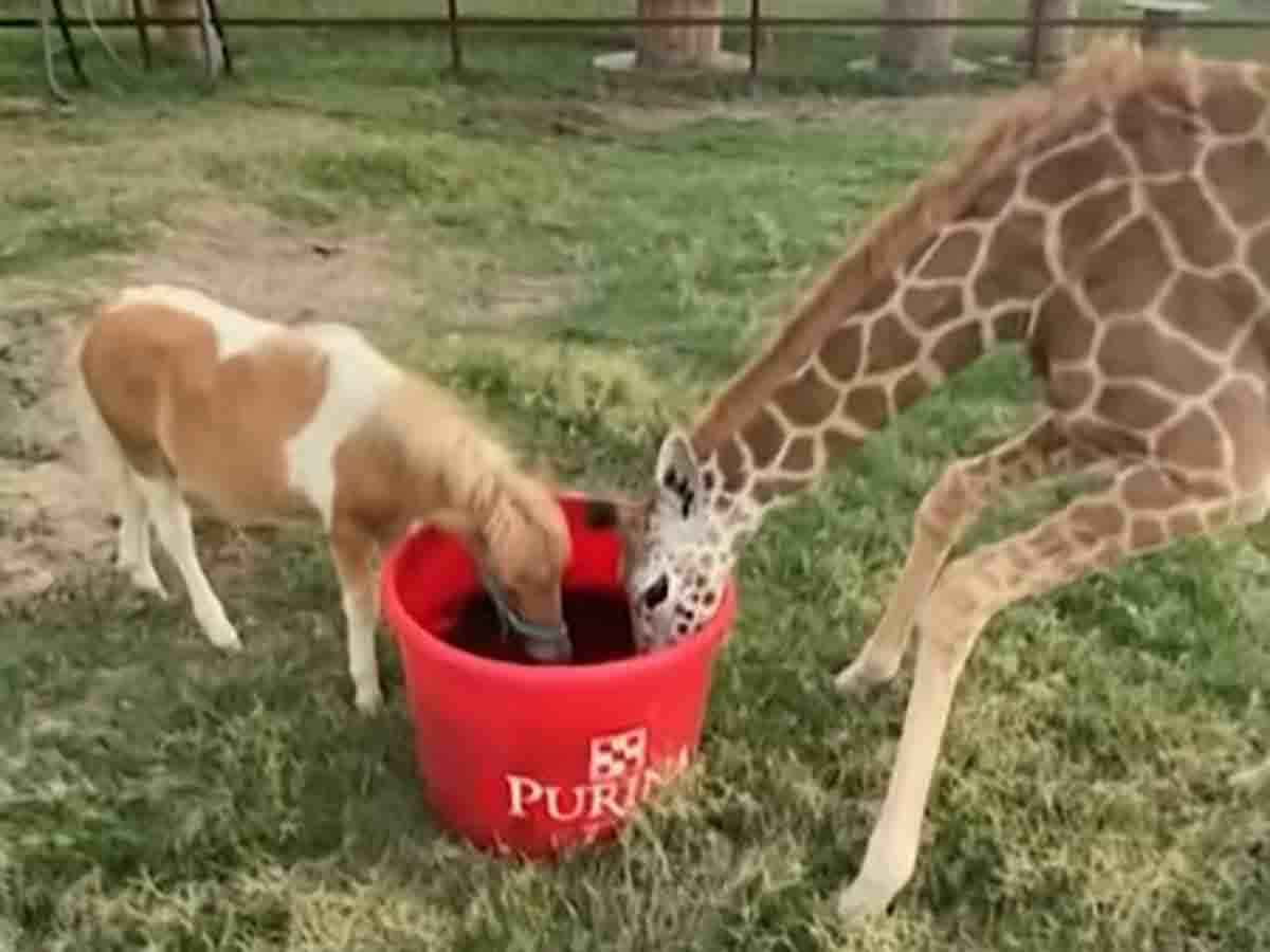 Caballo miniatura y jirafa son inseparables amigos... ¡tienes que verlos!