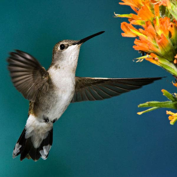 Black-Chinned Hummingbird with Indian Paintbrush.