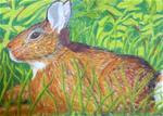 Wild Rabbit in the Grass - Posted on Sunday, March 1, 2015 by Elaine Shortall