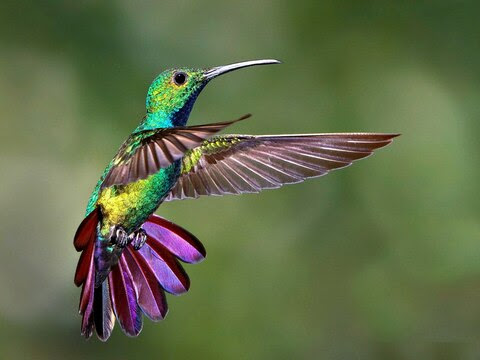 Hummingbird-Green-purple-tail