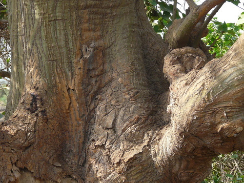 Erythrina variegata L.