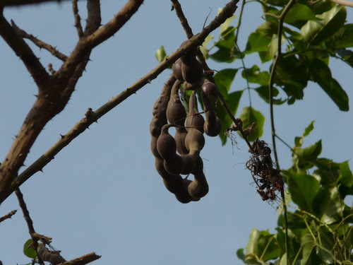 Erythrina variegata L.