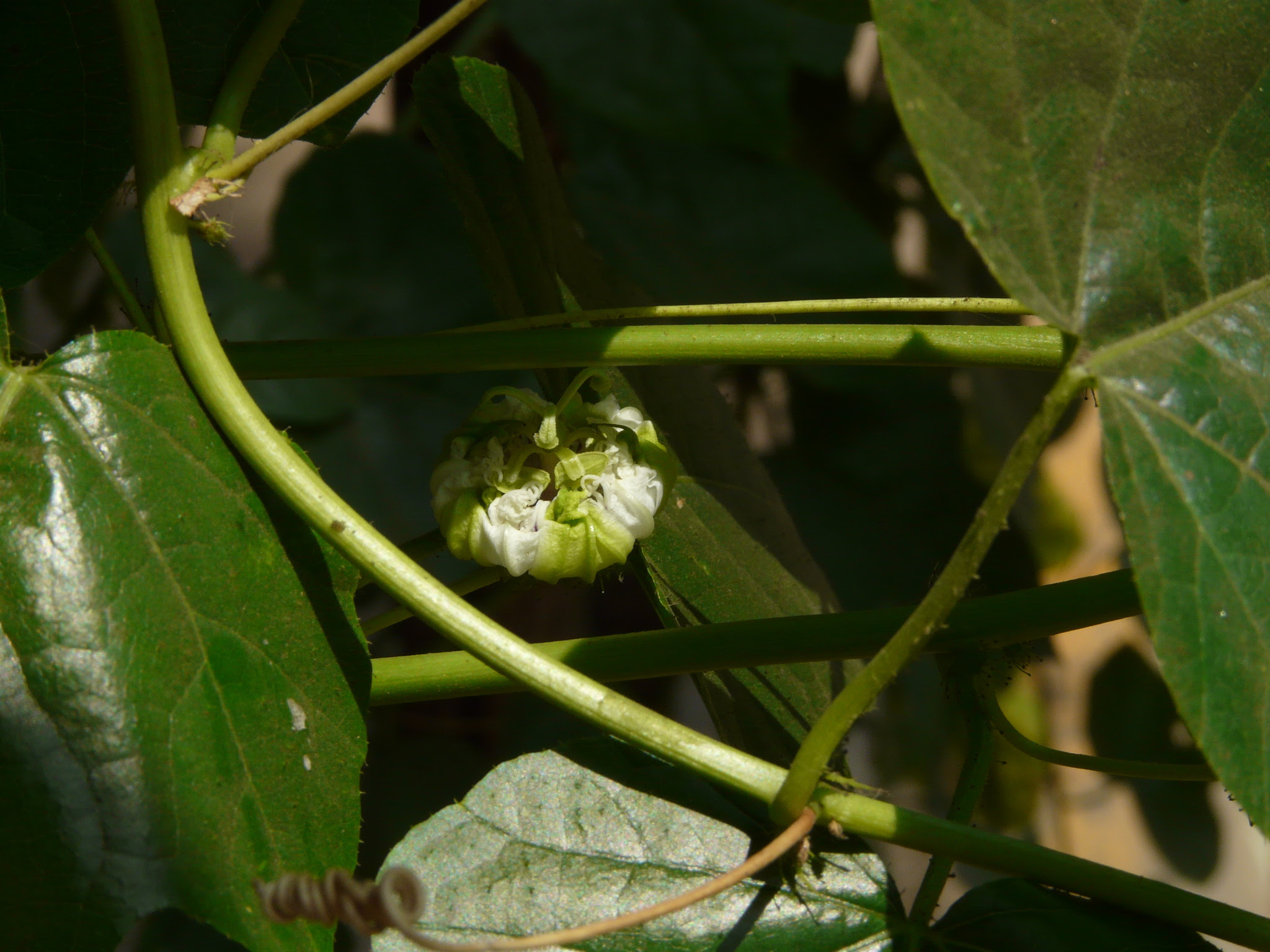 Passiflora foetida L.