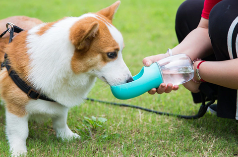 Garrafa de agua para cães