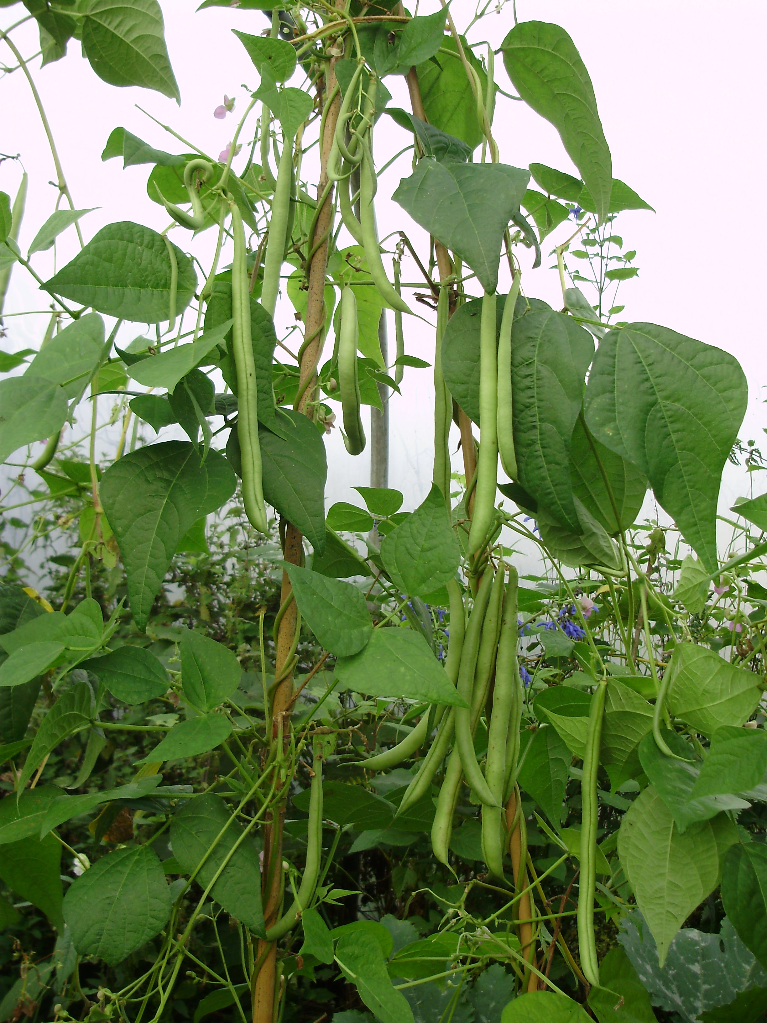 French beans Cobra producing a lighter but useful second crop French beans Cobra producing a lighter but useful second crop