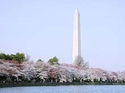 Los cerezos de Washington