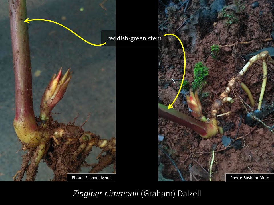 Slide4 stem of Zingiber nimmonii (Graham) Dalzell