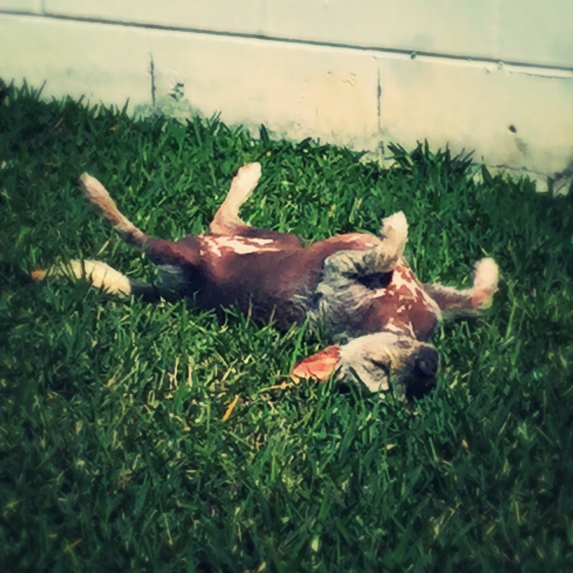 Stella in Grass