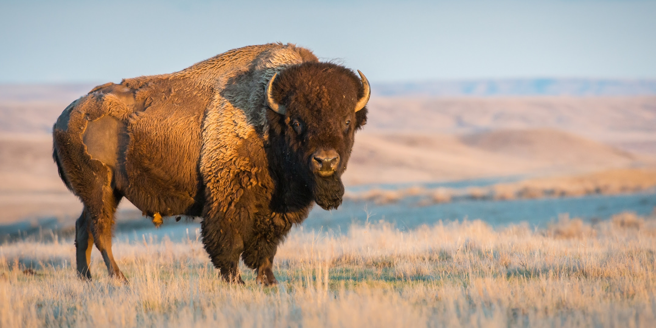 A bison standing in a field