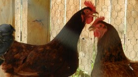 chickens_003.jpg